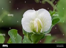 Attēlu rezultāti vaicājumam “Pisum sativum flower”