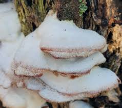 Attēlu rezultāti vaicājumam “Phlebia tremellosa”