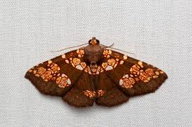 Attēlu rezultāti vaicājumam “Cabera exanthemata female”