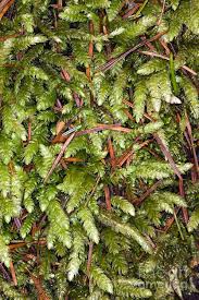 Attēlu rezultāti vaicājumam “Plagiothecium sp.”