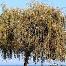 Attēlu rezultāti vaicājumam “Salix x sepulcralis”