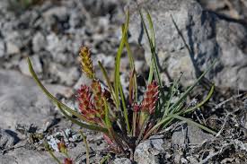 Attēlu rezultāti vaicājumam “Plantago uniflora”