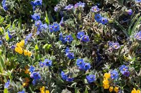 Attēlu rezultāti vaicājumam “Anthyllis maritima leaf”