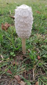 Image result for coprinus