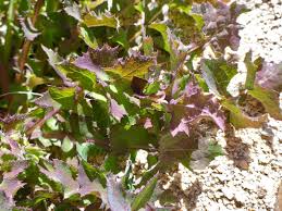 Attēlu rezultāti vaicājumam “Sonchus oleraceus leaf”