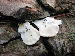 Attēlu rezultāti vaicājumam “Postia stiptica”