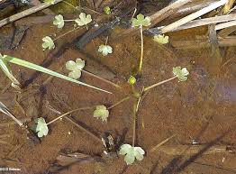 Attēlu rezultāti vaicājumam “Ranunculus elatior leaf”