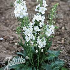 Attēlu rezultāti vaicājumam “Verbascum”