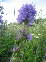 Attēlu rezultāti vaicājumam “Campanula cervicaria flower”