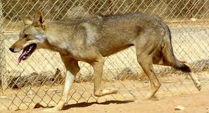 Image result for canis lupus arabs