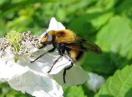 Attēlu rezultāti vaicājumam “Volucella bombylans”