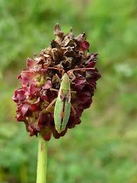 Attēlu rezultāti vaicājumam “Myrmus miriformis”