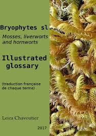 Attēlu rezultāti vaicājumam “Paraleucobryum longifolium sporophyte”