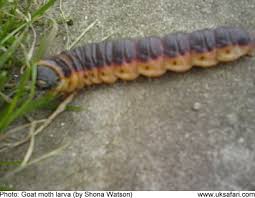 Attēlu rezultāti vaicājumam “Cossus cossus larva”