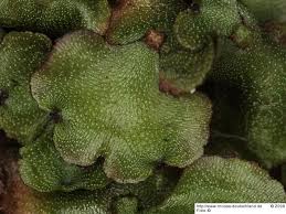 Attēlu rezultāti vaicājumam “Preissia quadrata”