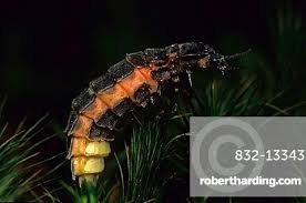 Attēlu rezultāti vaicājumam “Lampyris noctiluca”