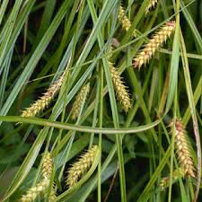 Attēlu rezultāti vaicājumam “Carex vesicaria”