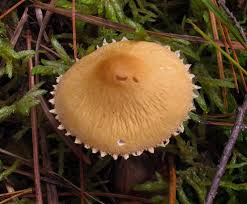 Attēlu rezultāti vaicājumam “Cystoderma amianthinum”