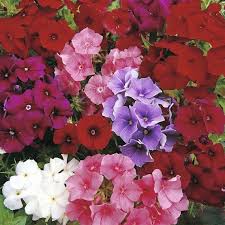 Image result for Phlox drummondii