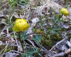 Attēlu rezultāti vaicājumam “Oenothera rubricauli bud”