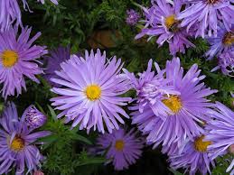 Image result for Aster novi-belgii