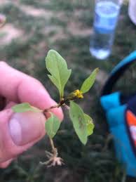 Attēlu rezultāti vaicājumam “Bidens tripartita fruit”
