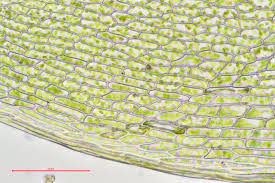 Attēlu rezultāti vaicājumam “Bryum rubens”