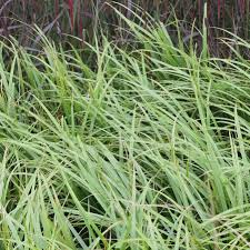 Attēlu rezultāti vaicājumam “Calamagrostis arundinacea leaf”