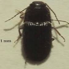 Attēlu rezultāti vaicājumam “Elateridae”