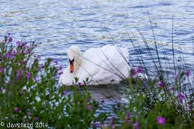 Image result for South Yorkshire Swans