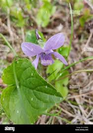 Attēlu rezultāti vaicājumam “Viola epipsila flower”