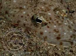 Image result for Platycephalus speculator