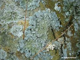 Attēlu rezultāti vaicājumam “Punctelia subrudecta”