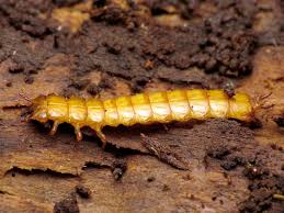 Attēlu rezultāti vaicājumam “Cucujidae”