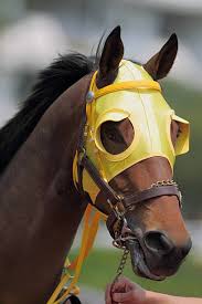 Image result for scheuklappen