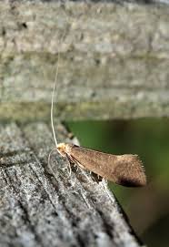 Attēlu rezultāti vaicājumam “Nematopogon sp.”