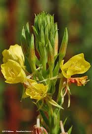 Attēlu rezultāti vaicājumam “Oenothera biennis bud”