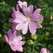 Image result for Malva alcea