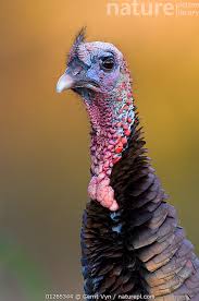 Attēlu rezultāti vaicājumam “Meleagris male”