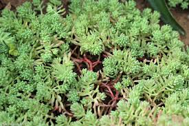 Attēlu rezultāti vaicājumam “Sedum pallidum bud”