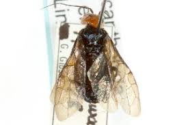 Attēlu rezultāti vaicājumam “Acantholyda erythrocephala”