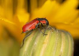 Attēlu rezultāti vaicājumam “Anthocomus rufus”