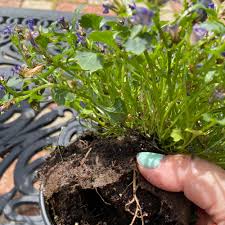 Image result for Campanula formanekiana