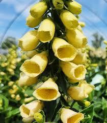 Image result for Digitalis grandiflora