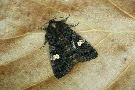 Attēlu rezultāti vaicājumam “Melanchra persicariae”