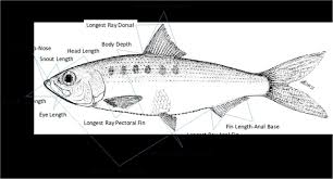 Image result for Alosa mediocris