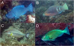 Image result for Scarus zelindae