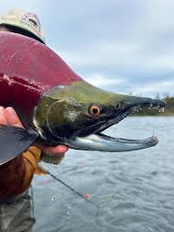 Image result for Oncorhynchus nerka