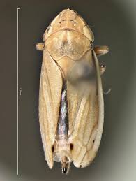 Attēlu rezultāti vaicājumam “Neophilaenus lineatus”