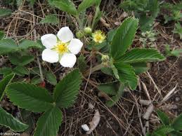 Attēlu rezultāti vaicājumam “Fragaria viridis fruit”